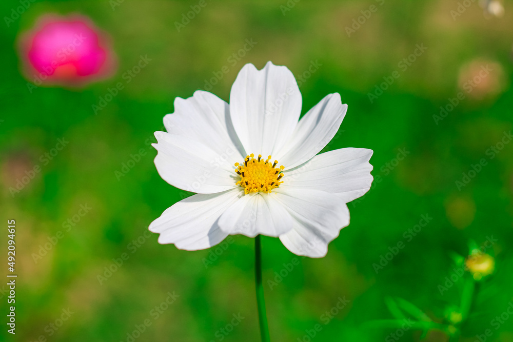 Close-up of cosmos flower (Cosmos Bipinnatus). Beautiful cosmos flower with green background. Close-up of cosmos flower (Cosmos Bipinnatus). Beautiful cosmos flower with green background.