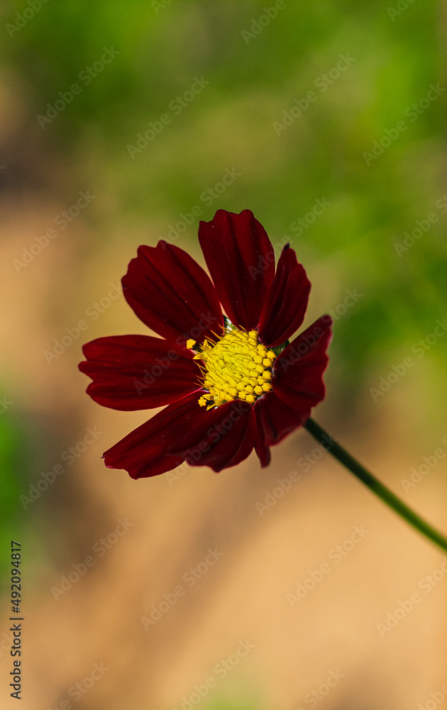 Close-up of cosmos flower (Cosmos Bipinnatus). Beautiful cosmos flower with green background. Close-up of cosmos flower (Cosmos Bipinnatus). Beautiful cosmos flower with green background.
