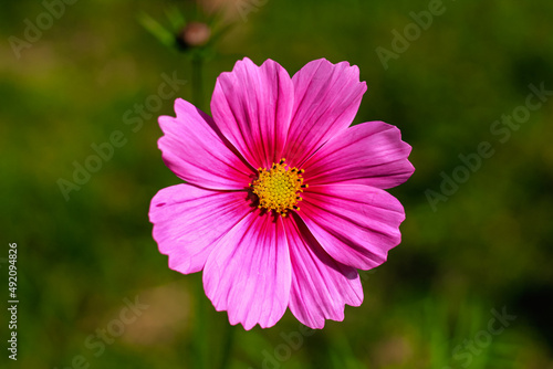 Close-up of cosmos flower (Cosmos Bipinnatus). Beautiful cosmos flower with green background.