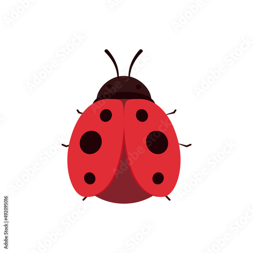 Ladybug vector. ladybug on white background. wallpaper. symbol.