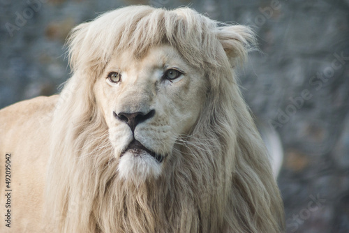 Close up portrait of a lion © Branimir