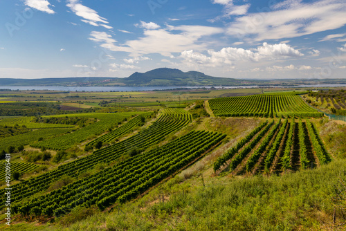 Vineyards near Nove Mlyny reservoir with Palava in Southern Moravia  Czech Republic