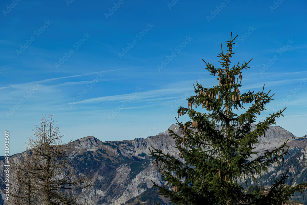 Conifer tree with a scenic view near mount Eisenerzer Reichenstein in Styria, Austria, Europe. Austrian Alps. View on Ennstal valley and mount Kaiserschild. Hiking trail,Wanderlust.Sunny day in autumn