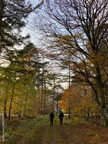 Scottish forest in autumn