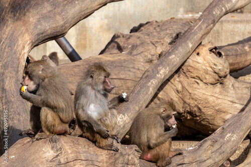 Baboon monkeys eating on tree trunk in the park. Concept of free life and animal conservation and environment