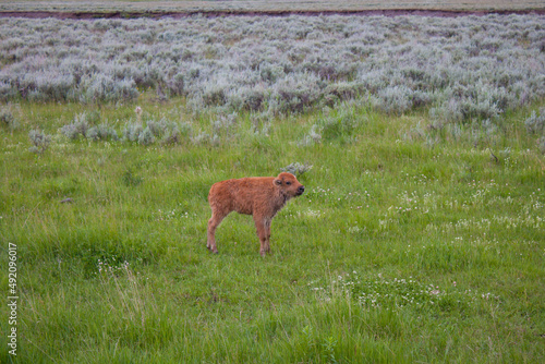 Bison calf in Lamar Valley, Yellowstone National Park 
