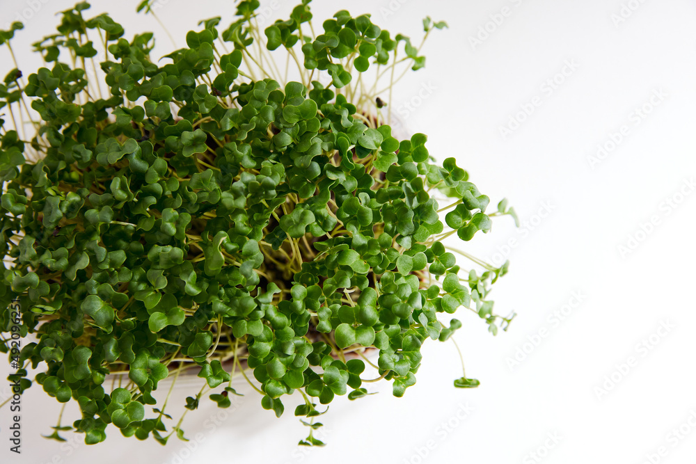 Closeup of a fresh micro green watercress arranged in a plastic box isolated on white background. Horizontal view. Space for text.