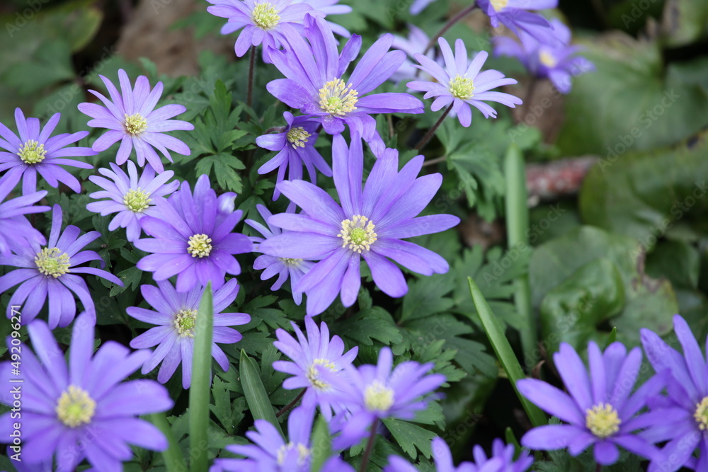 The purple Grecian Windflower in bloom The purple Grecian Windflower in bloom