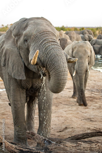 African elephant drinking water at Nehibma watering hole  Hwange National Park  Zimbabwe Africa