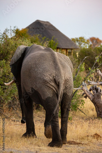 Large male elephant walking towards hut at Nehimba Safari Lodge in Hwange National Park  Zimbabwe Africa