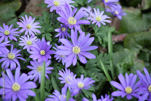 The purple Grecian Windflower in bloom