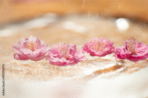 Fototapeta Naklejka Na Ścianę i Meble -  水に浮かぶ梅の花