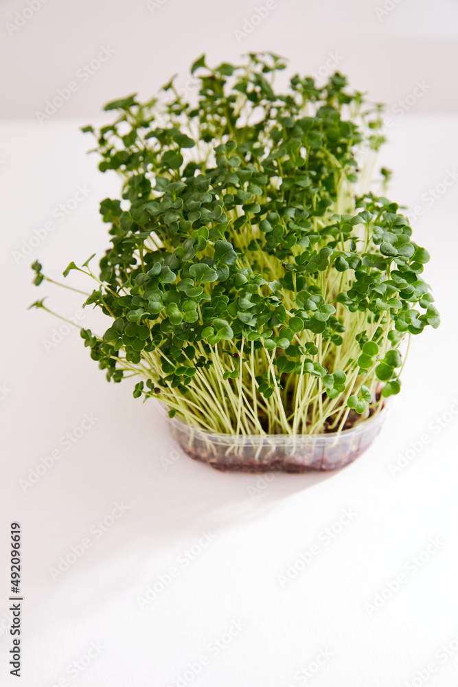 Closeup of a fresh micro green in a plastic box isolated on white background. Closeup of a fresh micro green in a plastic box isolated on white background.