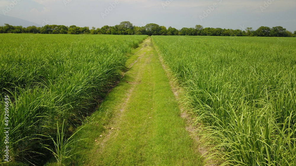 sugarcane cultivation in northwestern Argentina sugarcane cultivation in northwestern Argentina