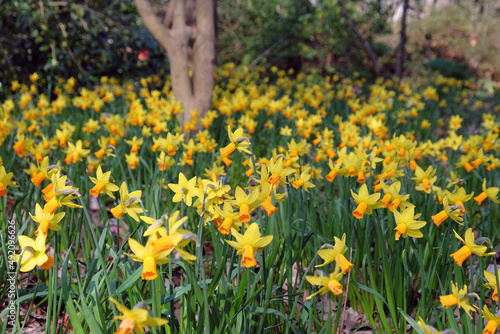 Fototapeta Naklejka Na Ścianę i Meble -  Pretty Narcissus daffodils  ‘Jetfire’ in flower.