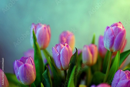 Piękny bukiet wiosennych tulipanów w różowym kolorze