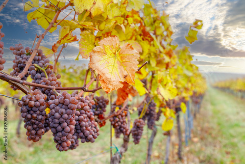 Grapes in autumn vineyard, Southern Moravia, Czech Republic photo