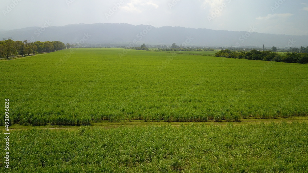 sugarcane cultivation in northwestern Argentina