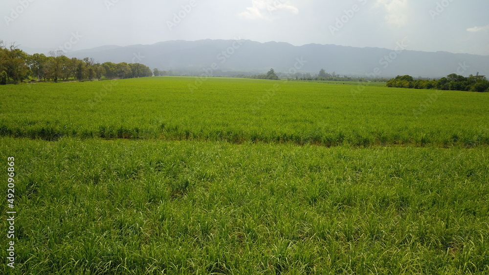 Fototapeta premium sugarcane cultivation in northwestern Argentina