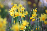 Pretty Narcissus jonquil in flower.