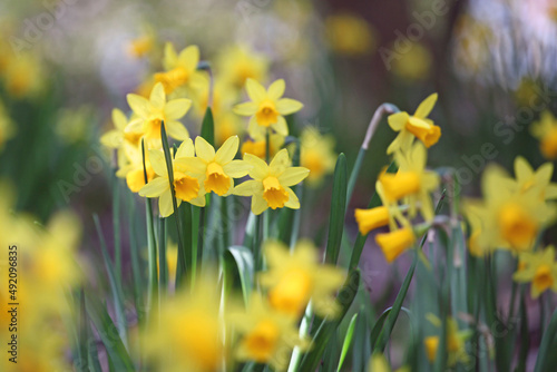 Pretty Narcissus jonquil in flower. photo