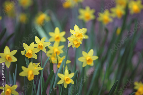 Fototapeta Naklejka Na Ścianę i Meble -  Pretty Narcissus jonquil in flower.