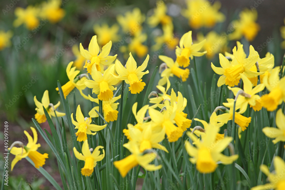 Pretty yellow 'Narcissus cyclamineus' daffodil 'Rapture' in flower. Pretty yellow 'Narcissus cyclamineus' daffodil 'Rapture' in flower.