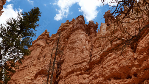 Canvas Print Tree scarp sky straight up