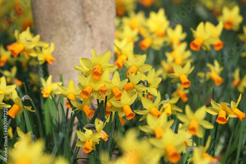 Fototapeta Naklejka Na Ścianę i Meble -  Pretty Narcissus daffodils  ÔJetfireÕ in flower.