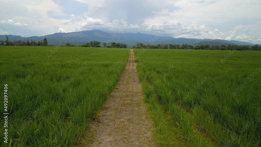 sugarcane cultivation in northwestern Argentina sugarcane cultivation in northwestern Argentina