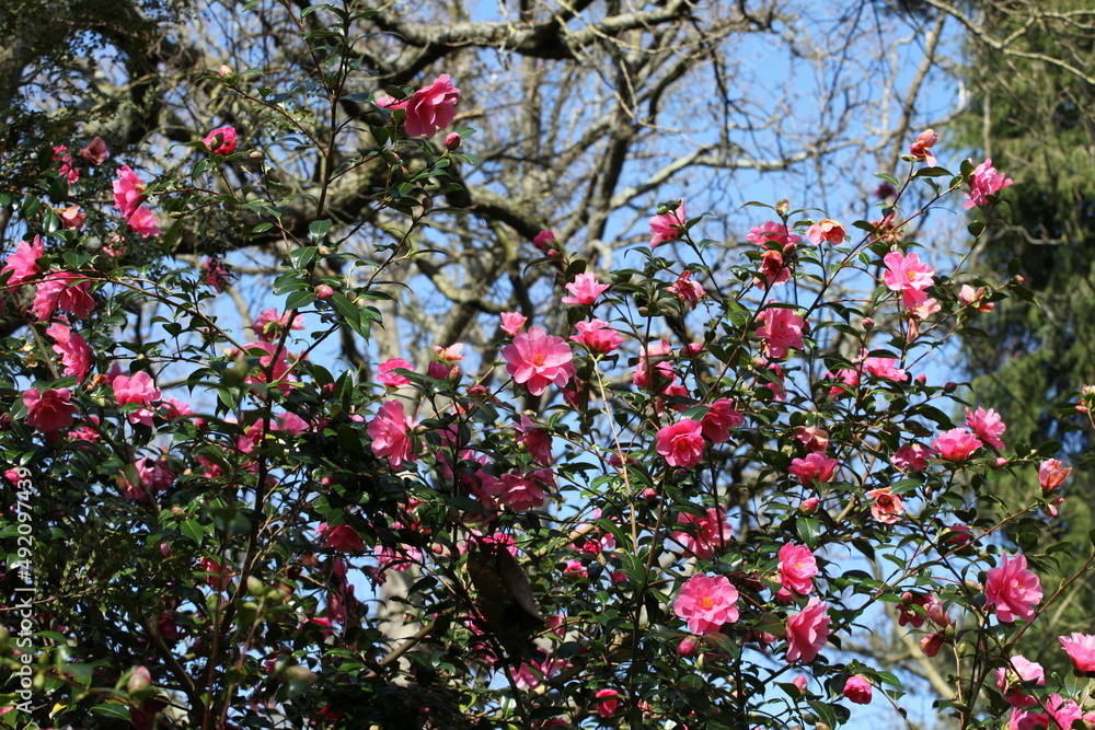 Pink Camellia 'Phyl Doak' in flower