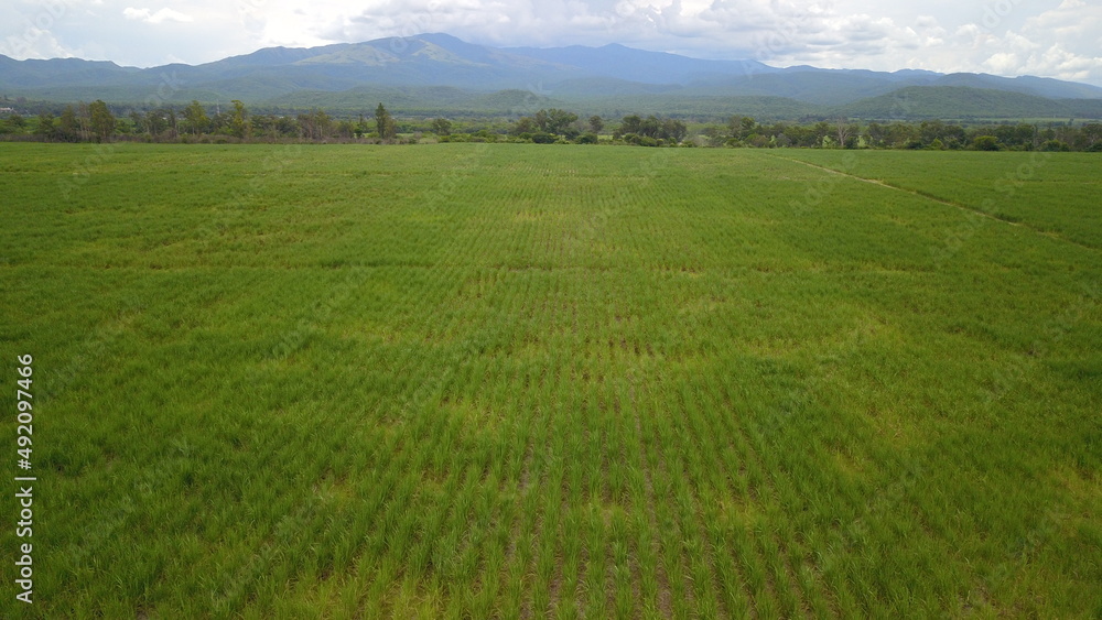 sugarcane cultivation in northwestern Argentina