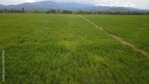 sugarcane cultivation in northwestern Argentina