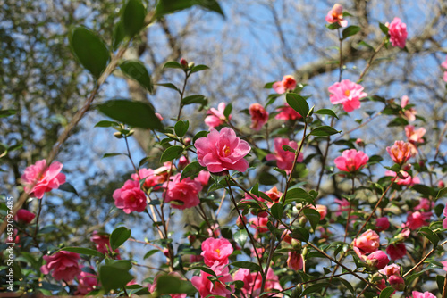 Pink Camellia 'Phyl Doak' in flower photo