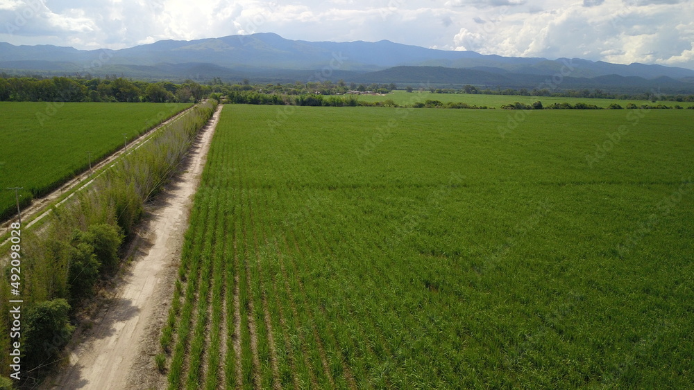 sugarcane cultivation in northwestern Argentina sugarcane cultivation in northwestern Argentina
