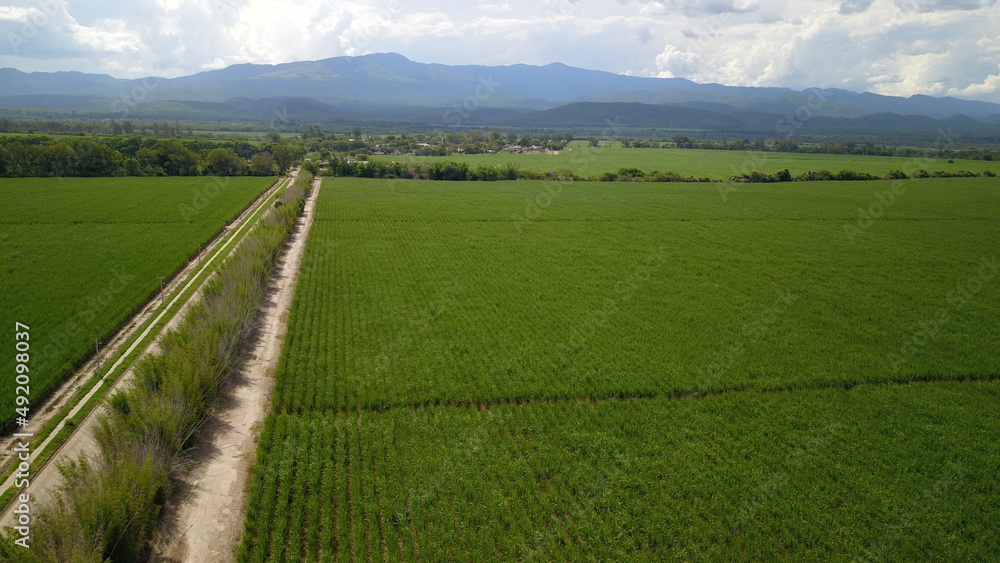 sugarcane cultivation in northwestern Argentina sugarcane cultivation in northwestern Argentina