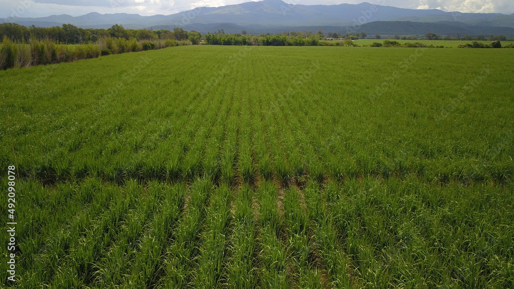 sugarcane cultivation in northwestern Argentina