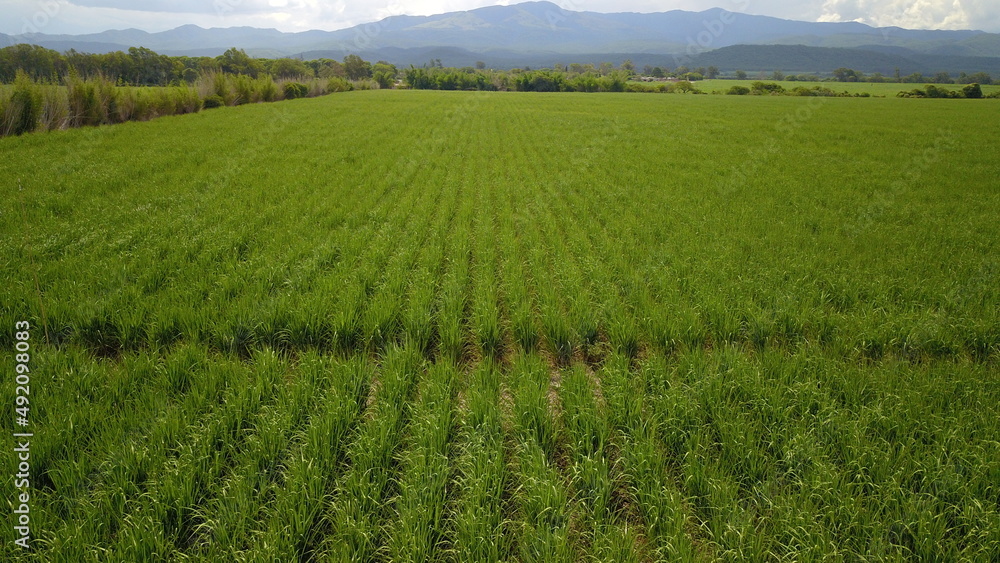 sugarcane cultivation in northwestern Argentina