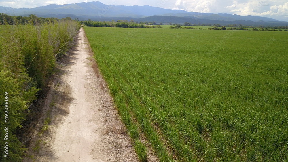 sugarcane cultivation in northwestern Argentina sugarcane cultivation in northwestern Argentina