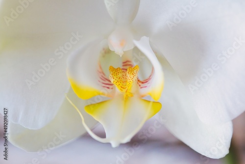 Macro view of a white orchid flower with yellow coloring.