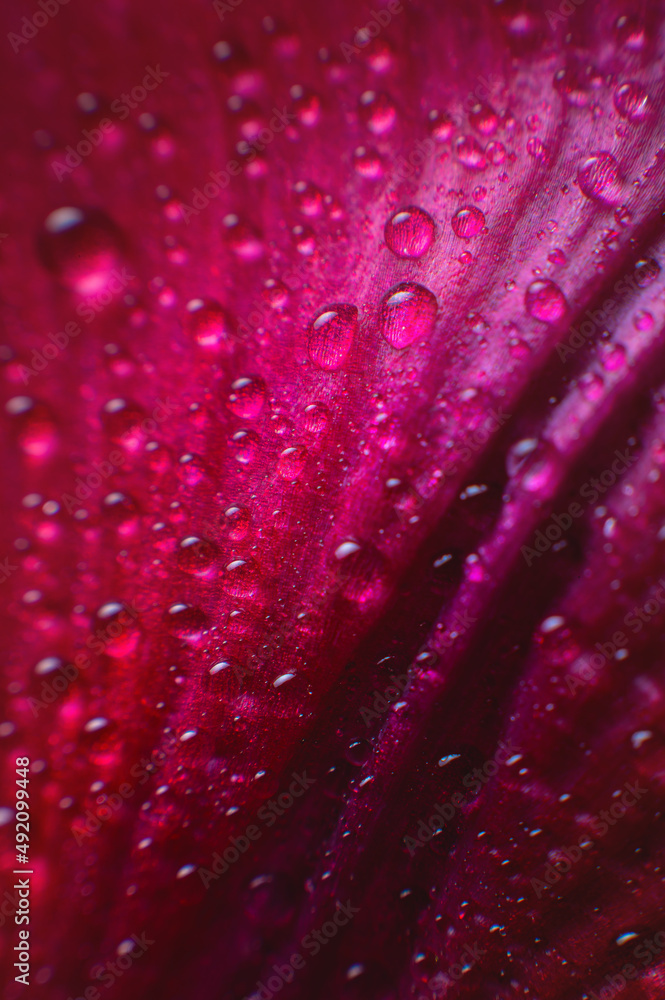 Close-up Drops of moisture on the red petal of a juicy flower. Extreme macro abstract background with rich lines Close-up Drops of moisture on the red petal of a juicy flower. Extreme macro abstract background with rich lines