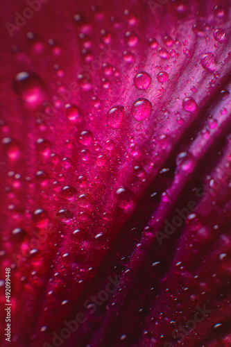 Close-up Drops of moisture on the red petal of a juicy flower. Extreme macro abstract background with rich lines