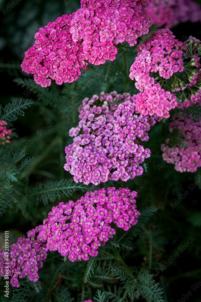 Closeup pink flowers bush