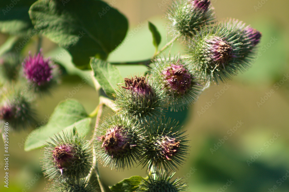 Lesser burdock bloom closeup view with blurred green plants on background Lesser burdock bloom closeup view with blurred green plants on background