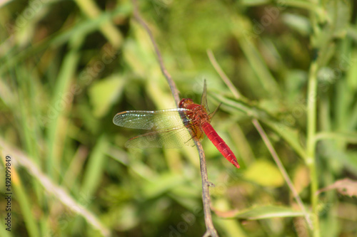 red dragonfly on a plant closeup view with selective focus on foreground