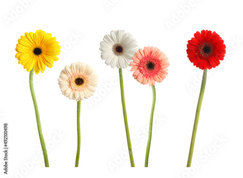 Set with beautiful gerbera flowers on white background