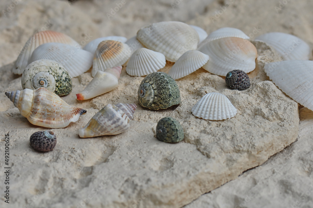 Naklejka premium Muscheln, Muschel, Hintergrund, Urlaub, Strand, Meer