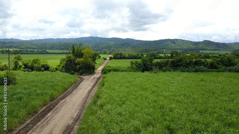 Fototapeta premium sugarcane cultivation in northwestern Argentina