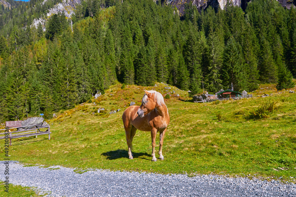 Schönes Bergpanorama mit freilaufenden Pferden, (Haflinger) im Habachtal, Salzburger Land, Österreich.