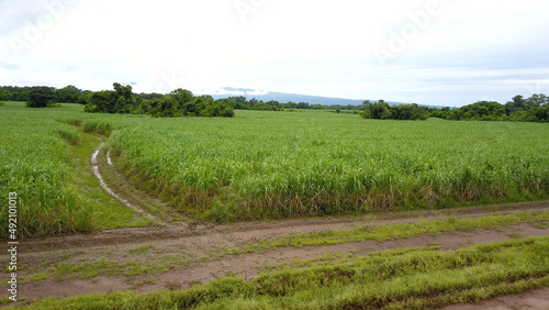 sugarcane cultivation in northwestern Argentina